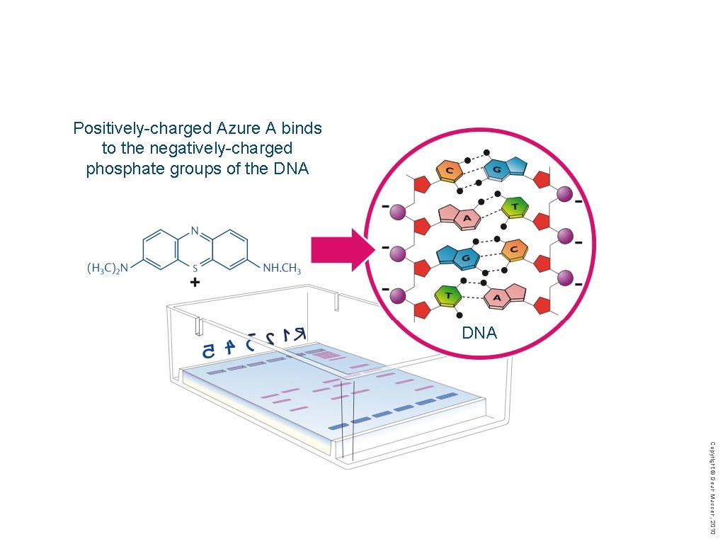 Positively-charged Azure A binds to the negatively-charged phosphate groups of the DNA Copyright ©