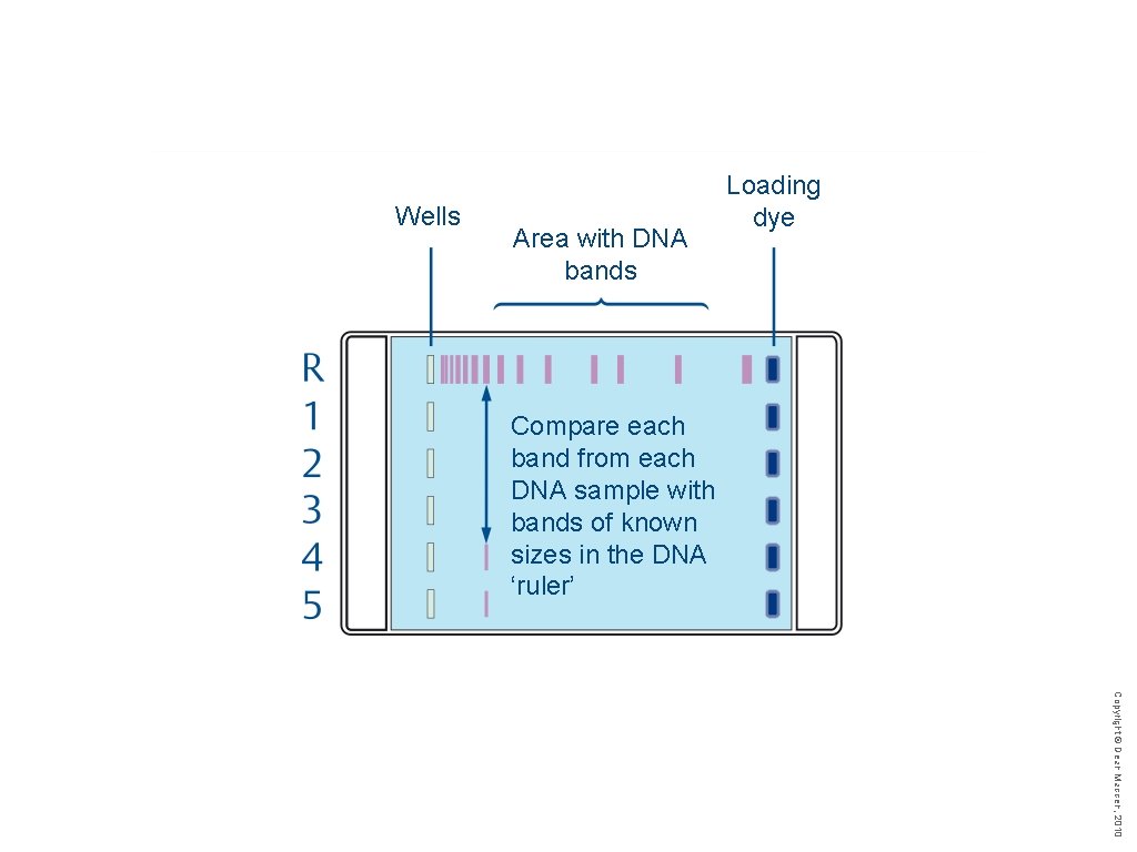 Wells Area with DNA bands Loading dye Compare each band from each DNA sample