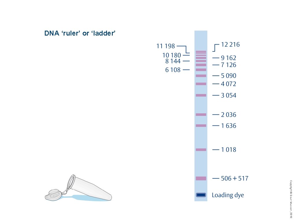 DNA ‘ruler’ or ‘ladder’ Copyright © Dean Madden, 2010 