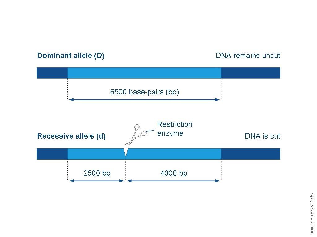 Dominant allele (D) DNA remains uncut 6500 base-pairs (bp) Recessive allele (d) 2500 bp