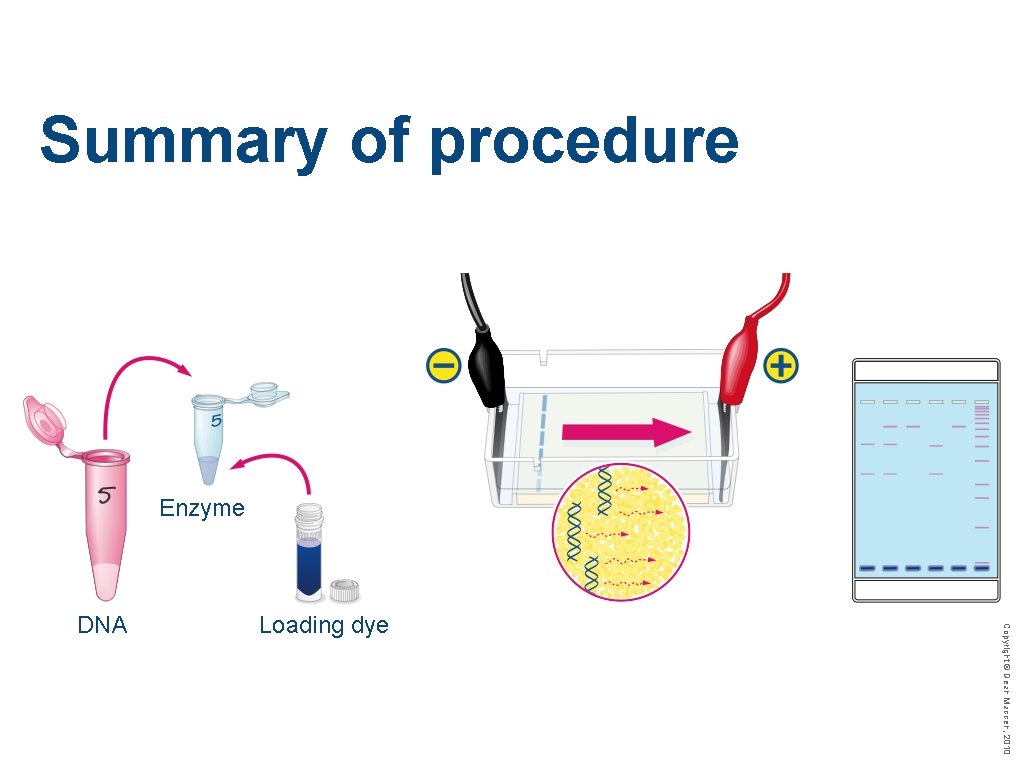 Summary of procedure Enzyme Loading dye Copyright © Dean Madden, 2010 DNA 