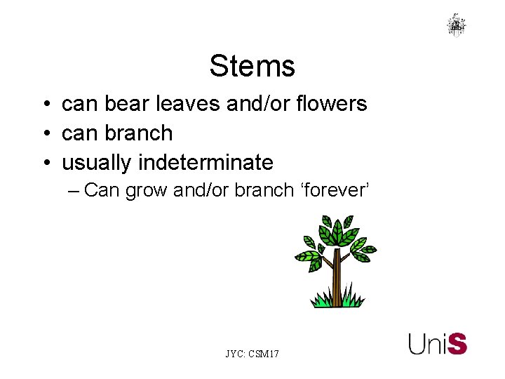 Stems • can bear leaves and/or flowers • can branch • usually indeterminate –