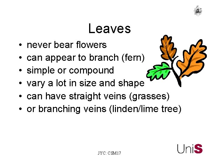 Leaves • • • never bear flowers can appear to branch (fern) simple or