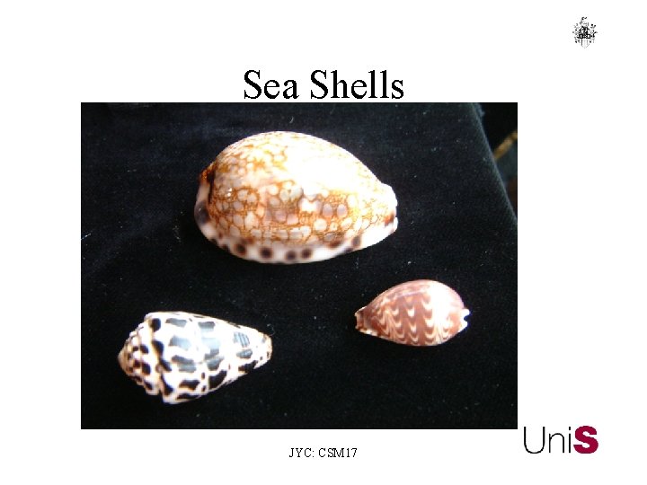 Sea Shells JYC: CSM 17 