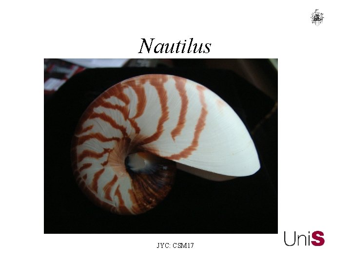 Nautilus JYC: CSM 17 