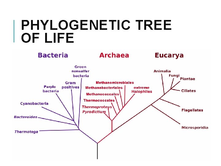 PHYLOGENETIC TREE OF LIFE 