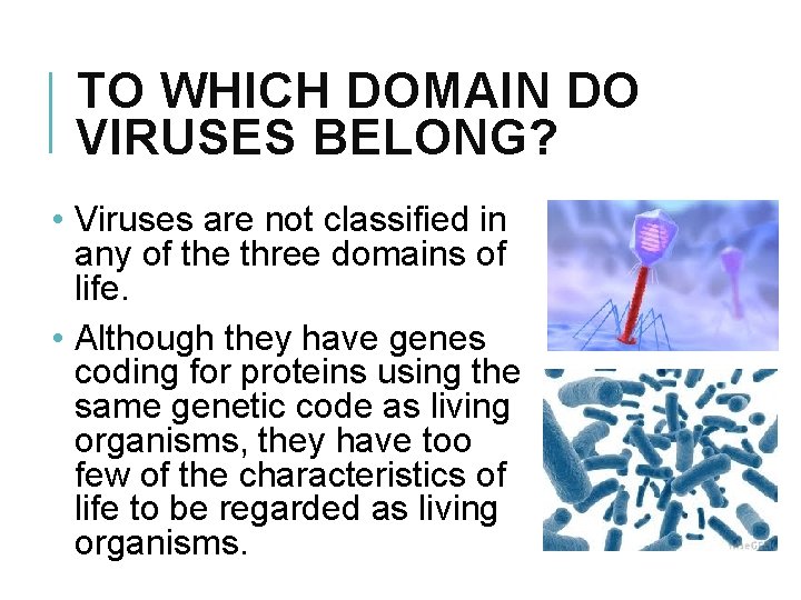 TO WHICH DOMAIN DO VIRUSES BELONG? • Viruses are not classified in any of