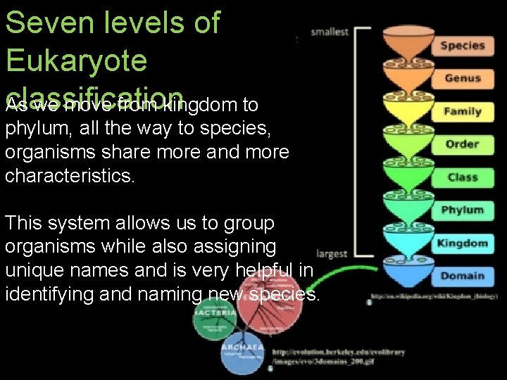 Seven levels of Eukaryote classification As we move from kingdom to phylum, all the