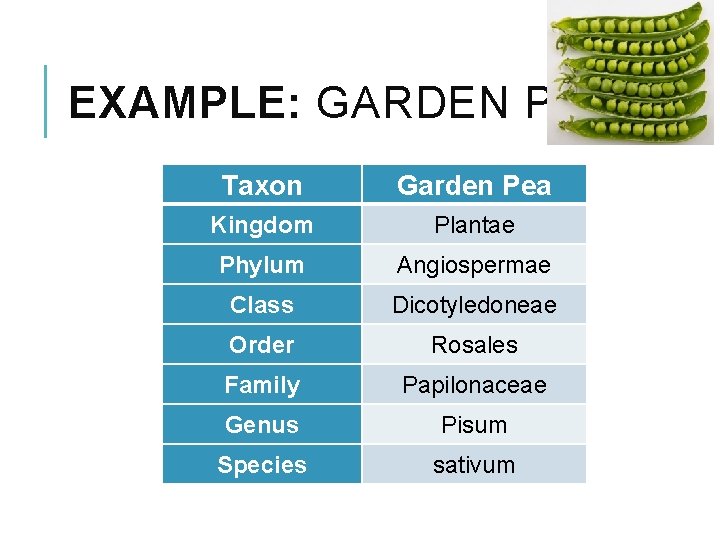 EXAMPLE: GARDEN PEA Taxon Garden Pea Kingdom Plantae Phylum Angiospermae Class Dicotyledoneae Order Rosales