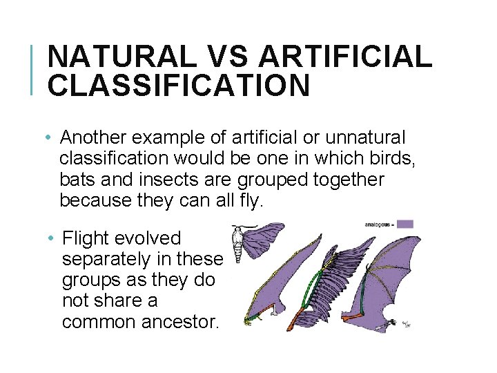NATURAL VS ARTIFICIAL CLASSIFICATION • Another example of artificial or unnatural classification would be