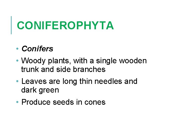 CONIFEROPHYTA • Conifers • Woody plants, with a single wooden trunk and side branches
