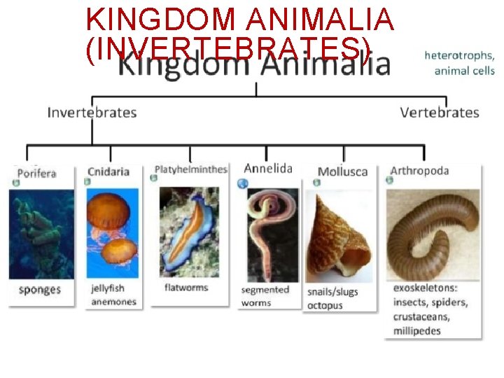 KINGDOM ANIMALIA (INVERTEBRATES) 