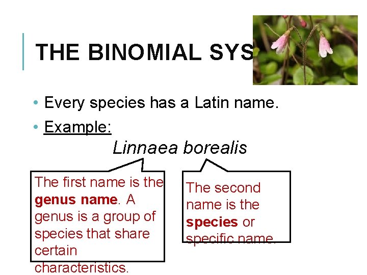 THE BINOMIAL SYSTEM • Every species has a Latin name. • Example: Linnaea borealis