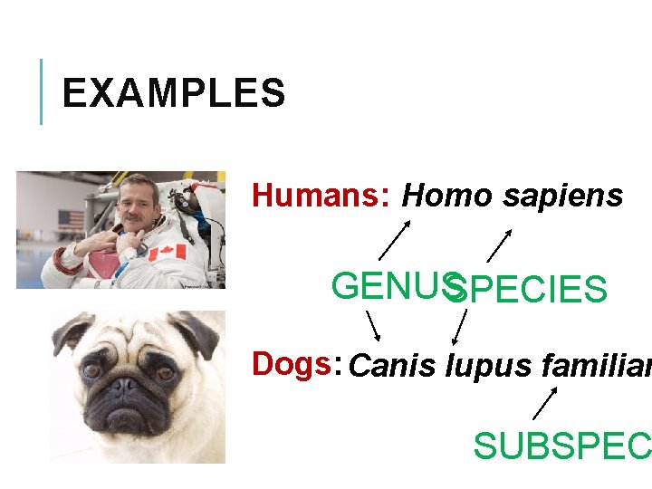 EXAMPLES Humans: Homo sapiens GENUS SPECIES Dogs: Canis lupus familiar SUBSPEC 