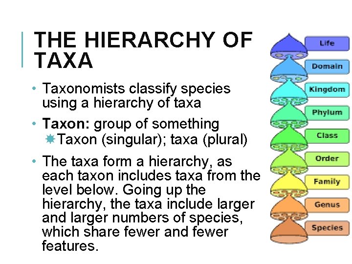 THE HIERARCHY OF TAXA • Taxonomists classify species using a hierarchy of taxa •