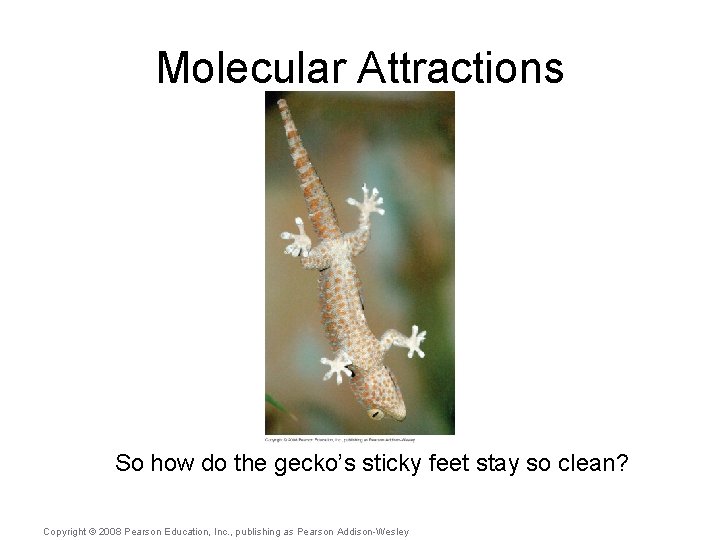 Molecular Attractions So how do the gecko’s sticky feet stay so clean? Copyright ©