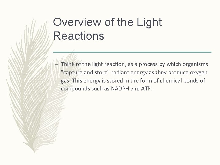Overview of the Light Reactions – Think of the light reaction, as a process