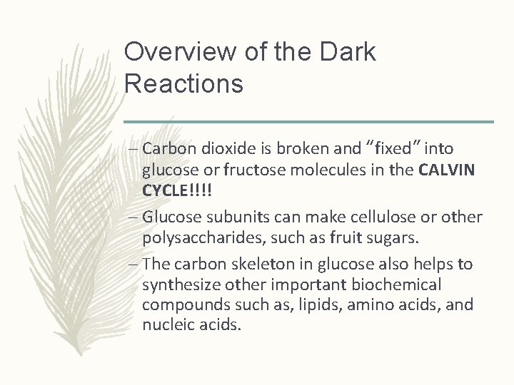 Overview of the Dark Reactions – Carbon dioxide is broken and “fixed” into glucose