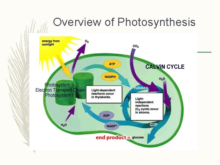 Overview of Photosynthesis 