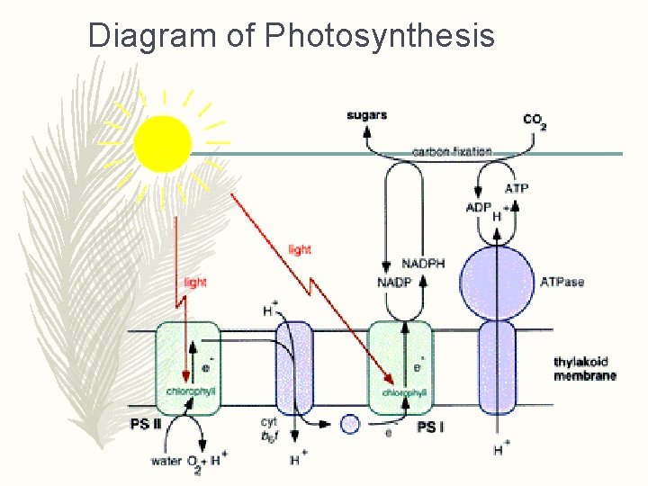 Diagram of Photosynthesis 