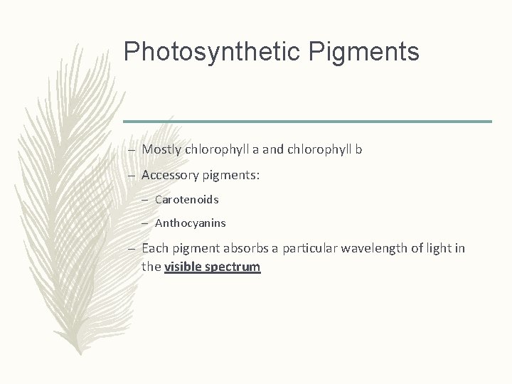 Photosynthetic Pigments – Mostly chlorophyll a and chlorophyll b – Accessory pigments: – Carotenoids