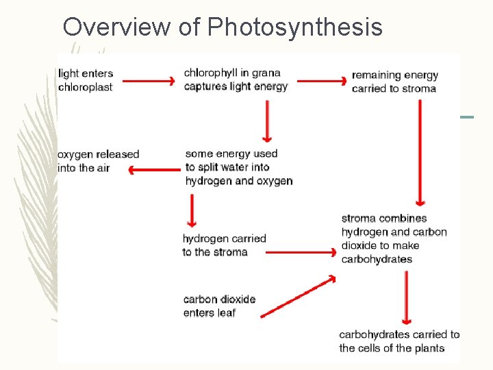 Overview of Photosynthesis 