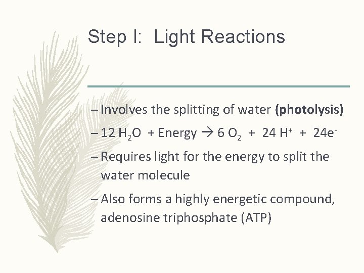 Step I: Light Reactions – Involves the splitting of water (photolysis) – 12 H