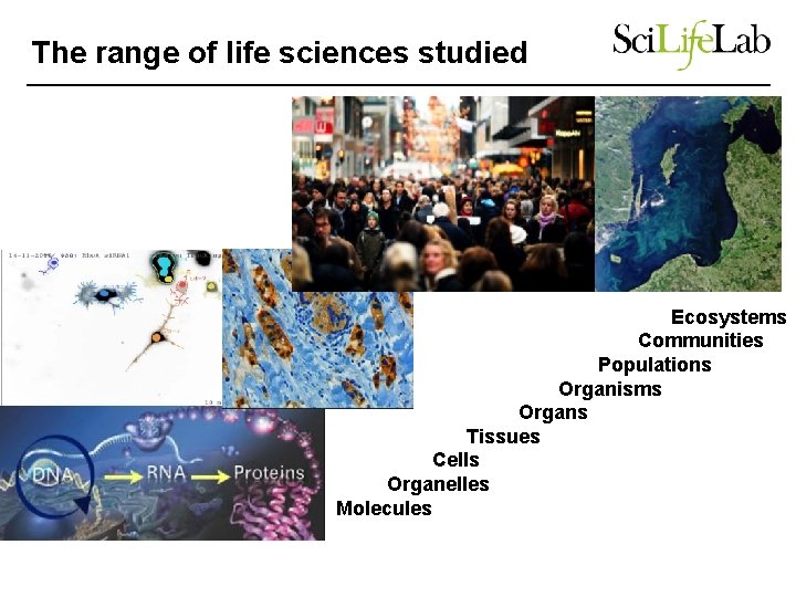 The range of life sciences studied Ecosystems Communities Populations Organisms Organs Tissues Cells Organelles