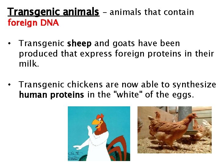 Transgenic animals – animals that contain foreign DNA • Transgenic sheep and goats have