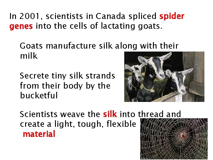In 2001, scientists in Canada spliced spider genes into the cells of lactating goats.
