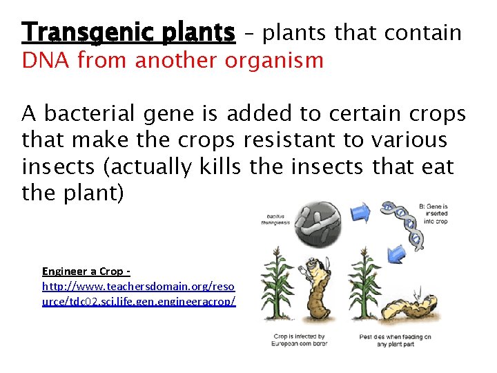 Transgenic plants – plants that contain DNA from another organism A bacterial gene is