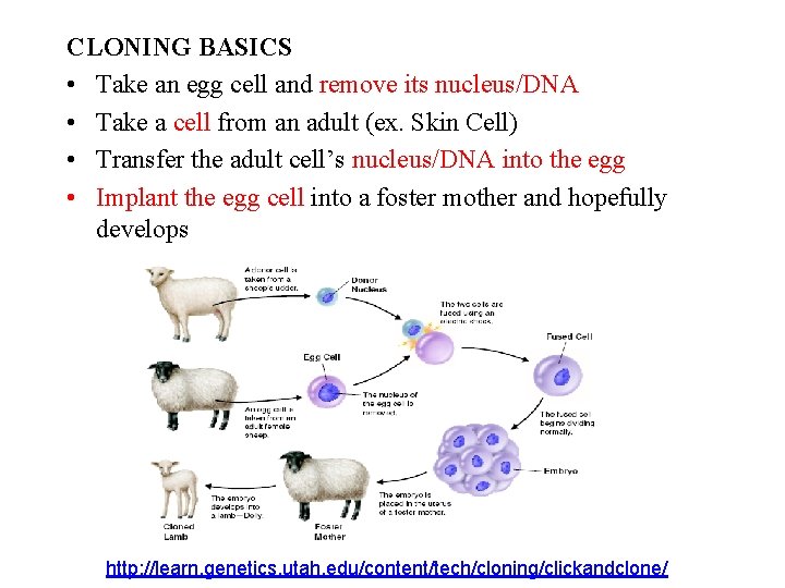 CLONING BASICS • Take an egg cell and remove its nucleus/DNA • Take a