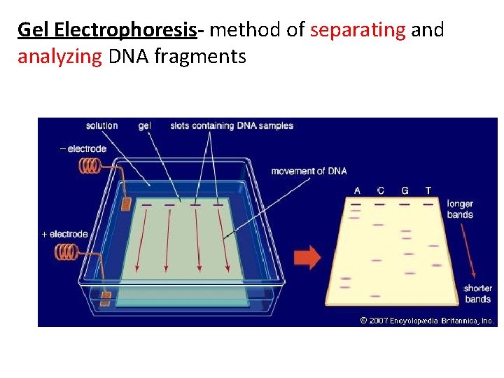 Gel Electrophoresis- method of separating and analyzing DNA fragments 