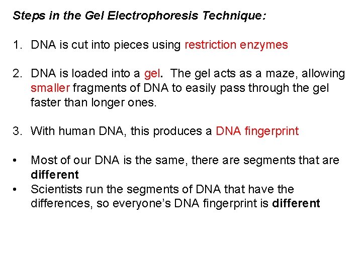 Steps in the Gel Electrophoresis Technique: 1. DNA is cut into pieces using restriction