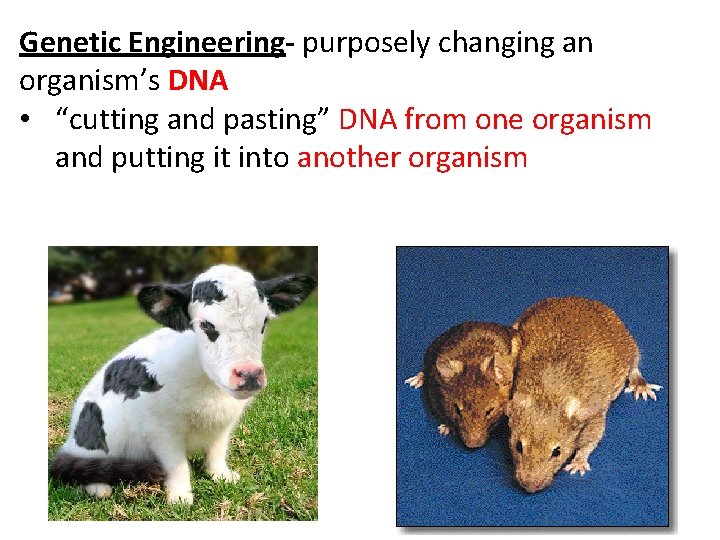 Genetic Engineering- purposely changing an organism’s DNA • “cutting and pasting” DNA from one