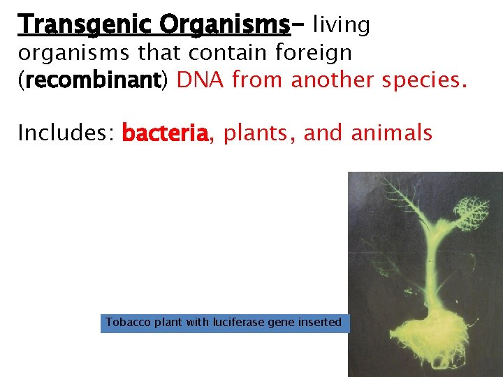 Transgenic Organisms- living organisms that contain foreign (recombinant) DNA from another species. Includes: bacteria,