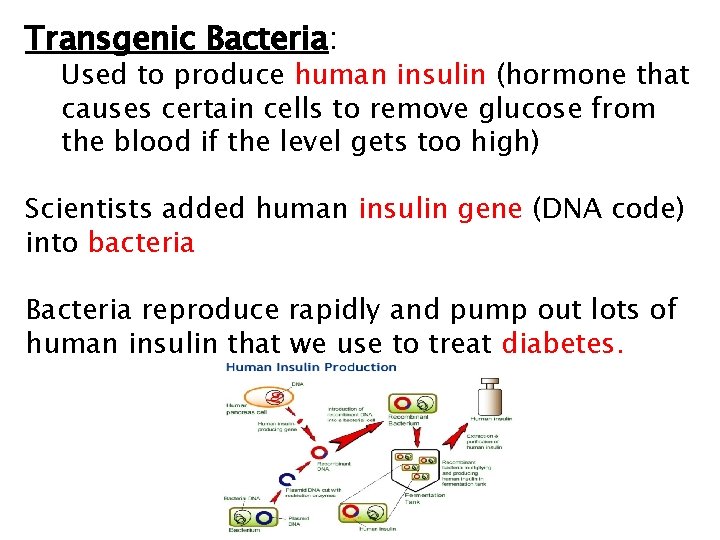 Transgenic Bacteria: Used to produce human insulin (hormone that causes certain cells to remove