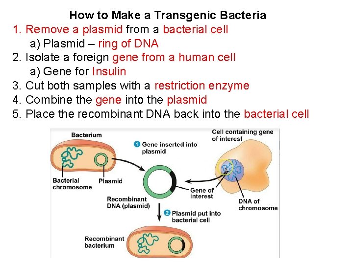 How to Make a Transgenic Bacteria 1. Remove a plasmid from a bacterial cell