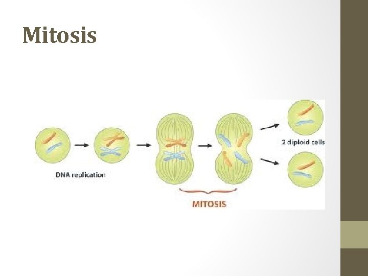 Mitosis 