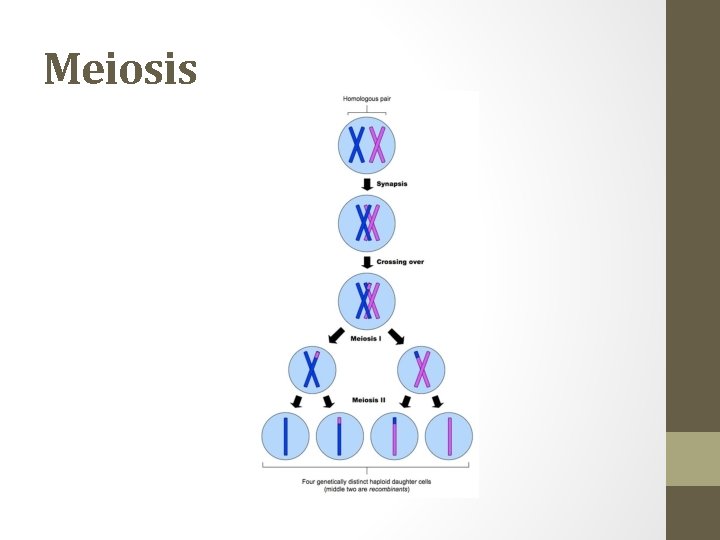 Meiosis 