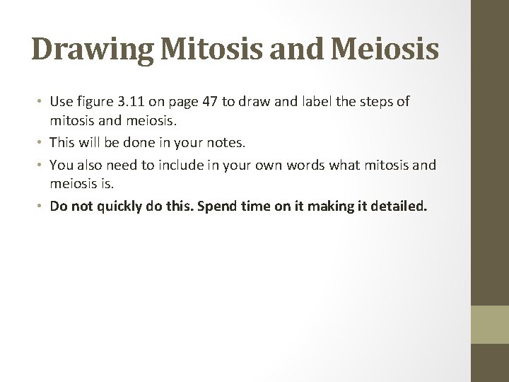 Drawing Mitosis and Meiosis • Use figure 3. 11 on page 47 to draw