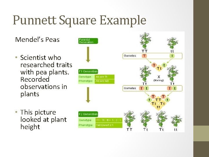 Punnett Square Example Mendel’s Peas • Scientist who researched traits with pea plants. Recorded
