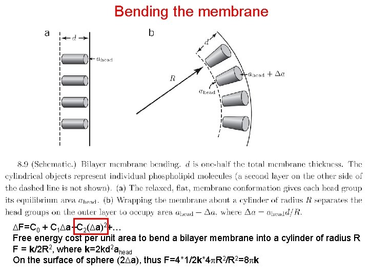 Bending the membrane F=C 0 + C 1 a+C 2( a)2+… Free energy cost