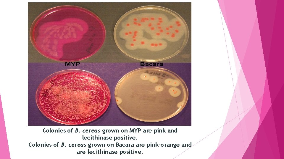 Colonies of B. cereus grown on MYP are pink and lecithinase positive. Colonies of