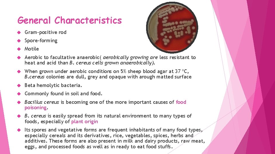 General Characteristics Gram‐positive rod Spore‐forming Motile Aerobic to facultative anaerobic( aerobically growing are less