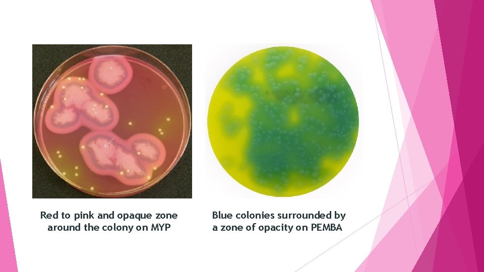 Red to pink and opaque zone around the colony on MYP Blue colonies surrounded