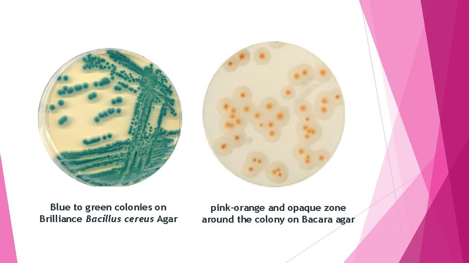 Blue to green colonies on Brilliance Bacillus cereus Agar pink-orange and opaque zone around
