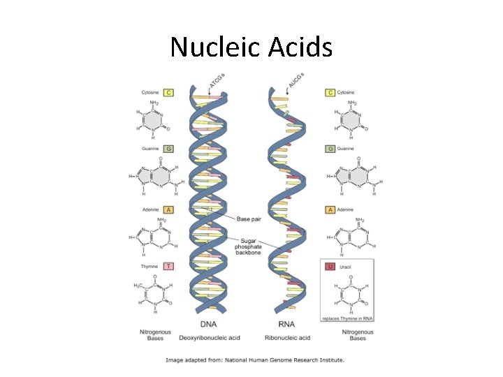 Nucleic Acids 