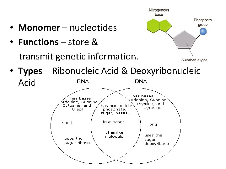  • Monomer – nucleotides • Functions – store & transmit genetic information. •