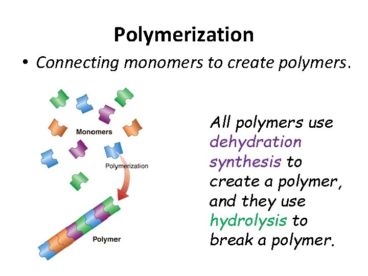 Polymerization • Connecting monomers to create polymers. All polymers use dehydration synthesis to create